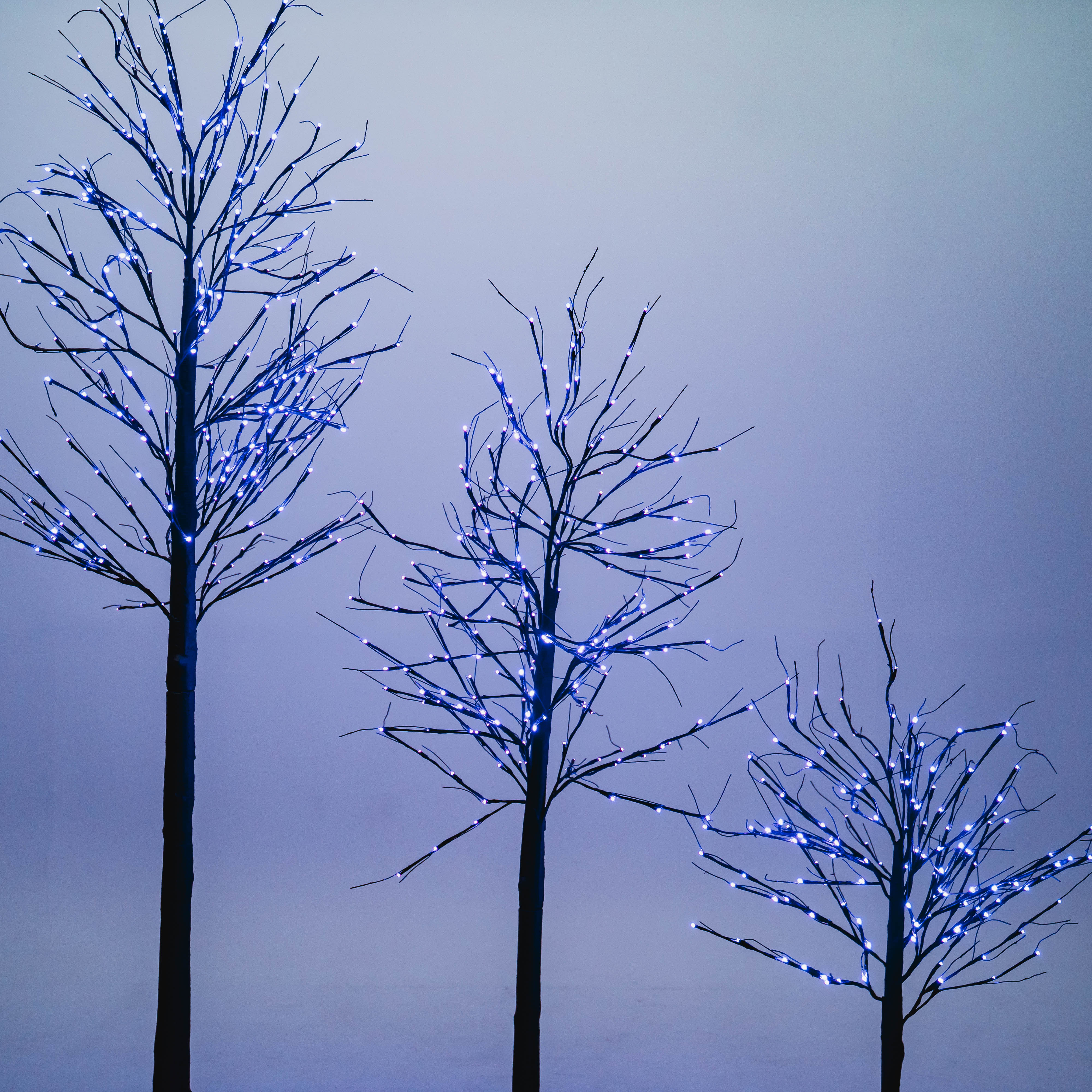 Black Birch Tree Lights for Christmas