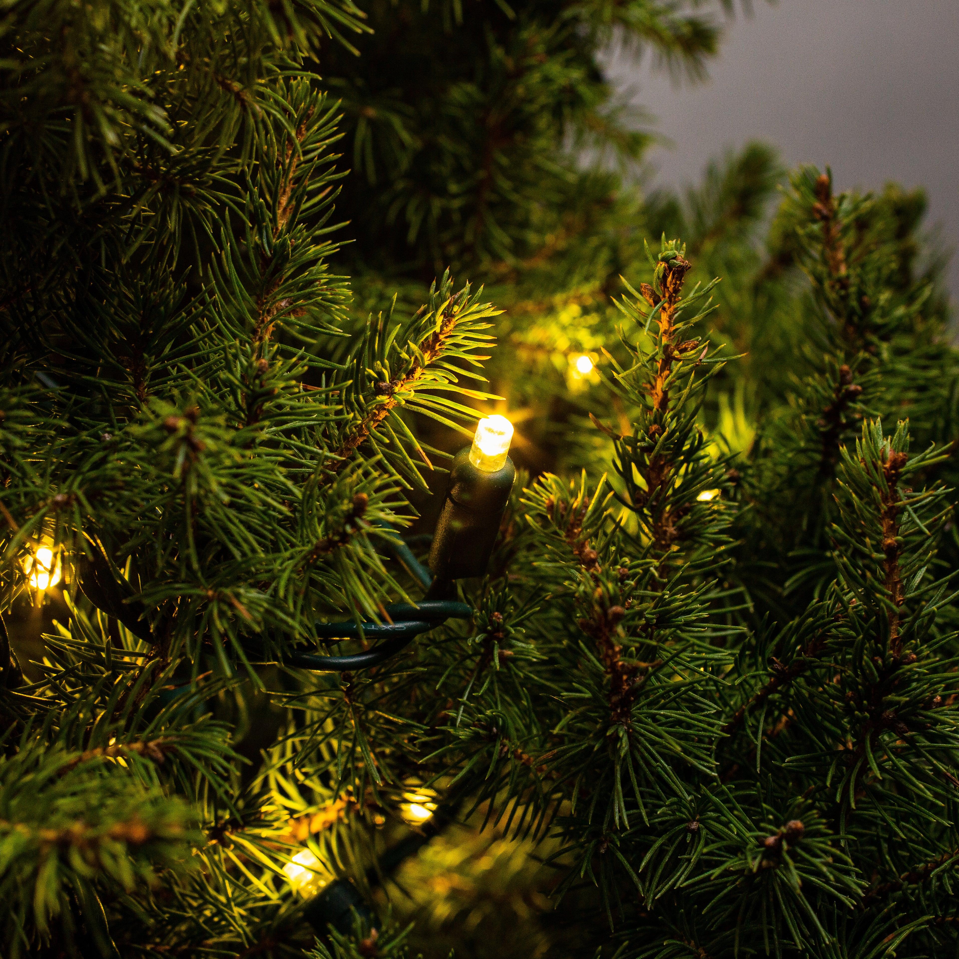 5mm Light Set 50ct Balled-6" Spacing (GW) Light Sets Lights for Christmas