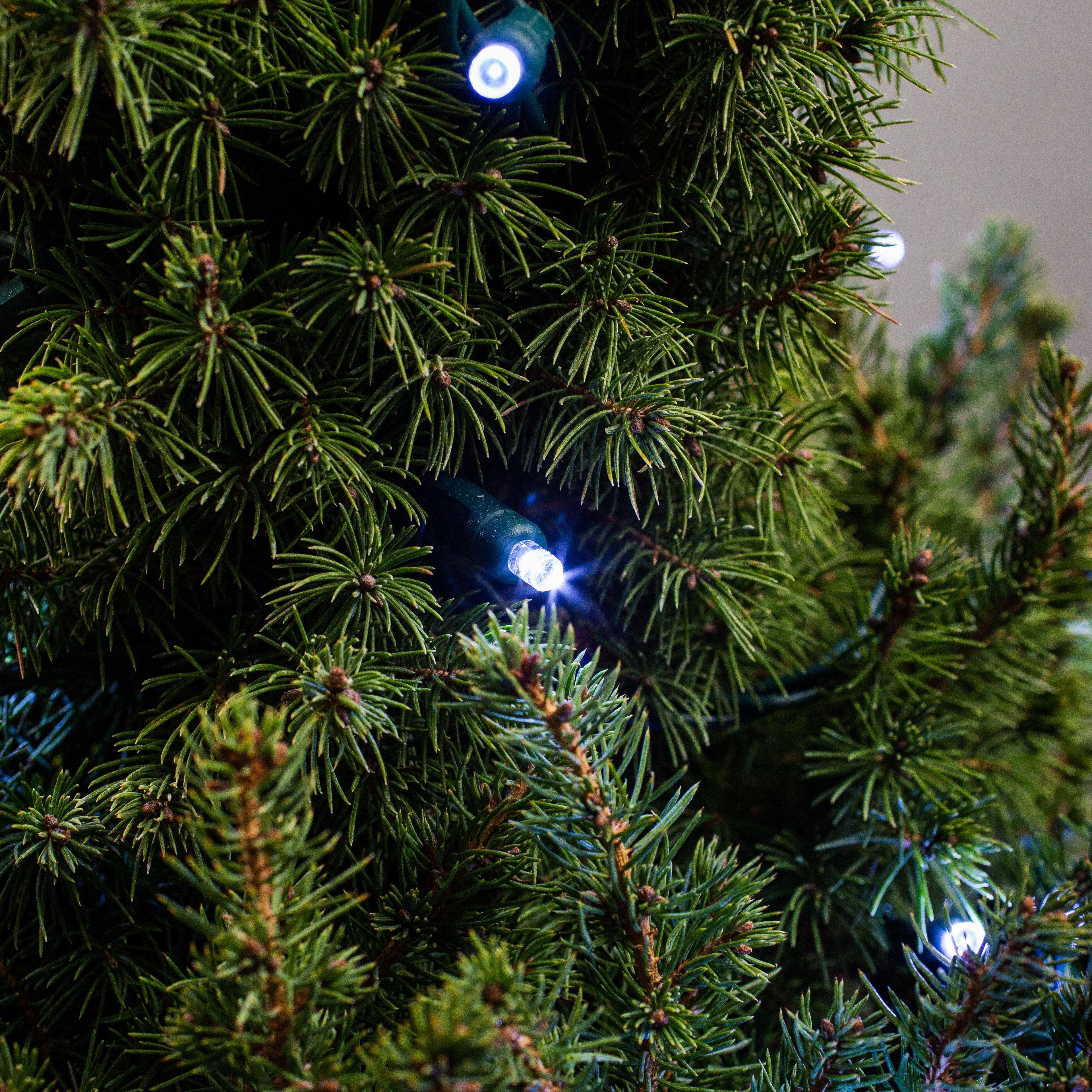 5mm Light Set 50ct Balled-6" Spacing (GW) Light Sets Lights for Christmas